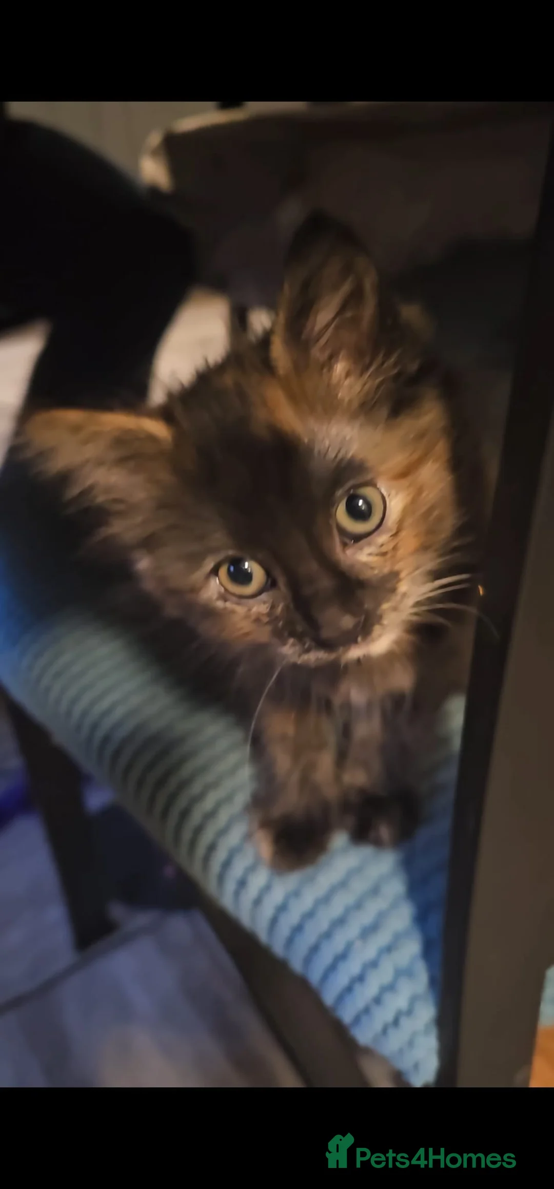 Mixed Breed cats for sale: Lovely mixed kittens in Preston - Advert 2