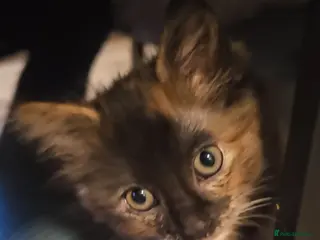 Mixed Breed cats Lovely mixed kittens - Advert 1