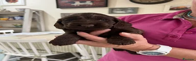 Cocker Spaniel 4