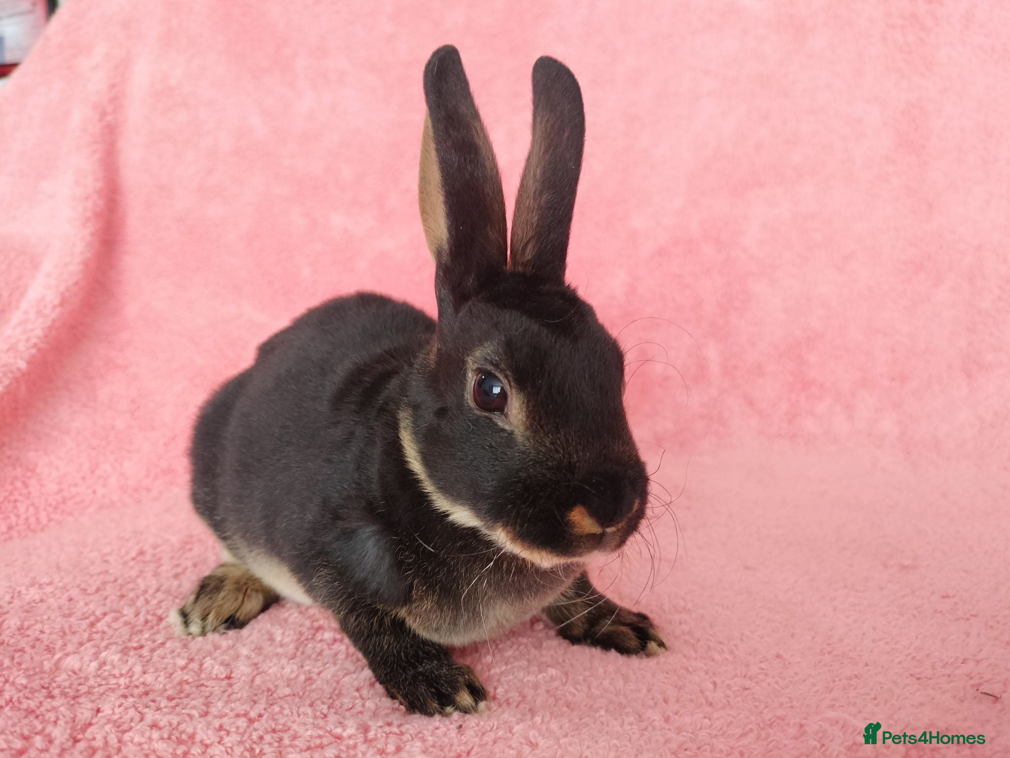 Rex rabbits Baby mini rex for sale  - Advert 3