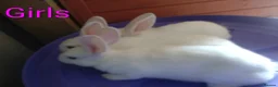 Mixed Breed rabbits for sale: Continental giant cross rex babies READY TO GO NOW - Advert 9