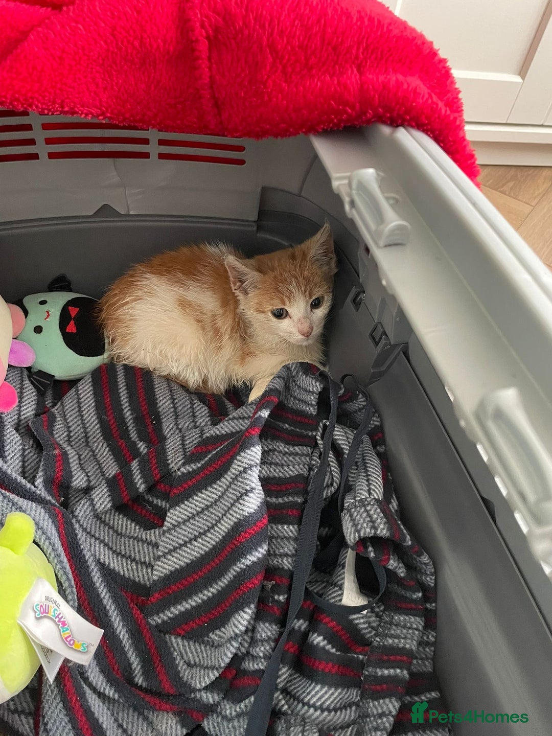 Mixed Breed cats for adoption: Ozzy needs a new home - Image 10