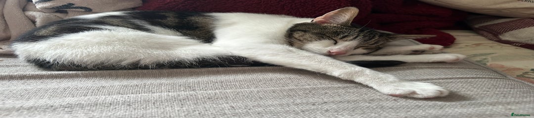 Domestic Shorthair adult Cat 1