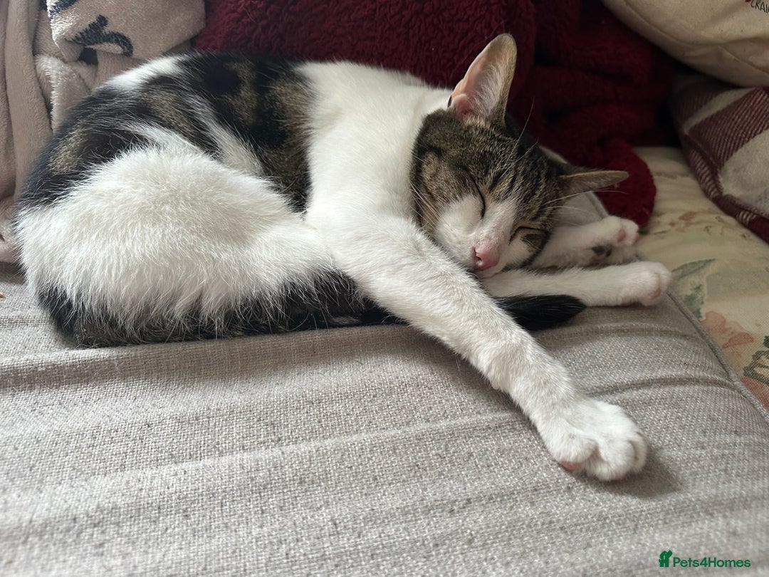 Domestic Shorthair cats for sale: Need to re home two Cat - Image 4