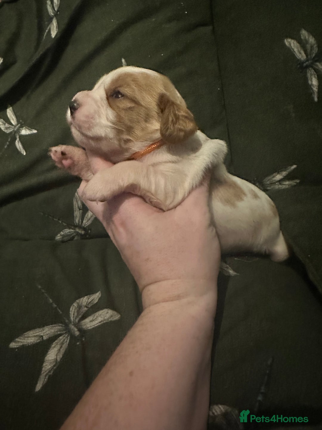 Cockalier dogs for sale: Cockalier puppies  - Advert 9