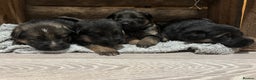 German Shepherd dogs for sale: German shepherd puppies  - Advert 9