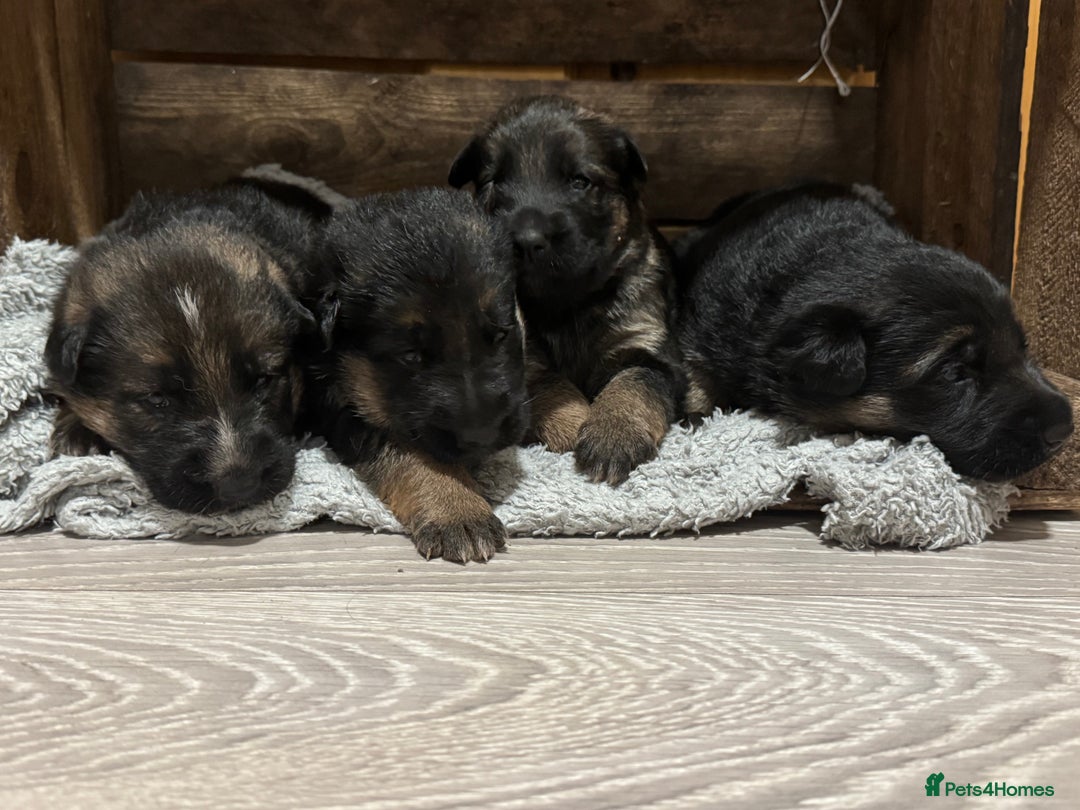 German Shepherd dogs for sale: German shepherd puppies  - Advert 9