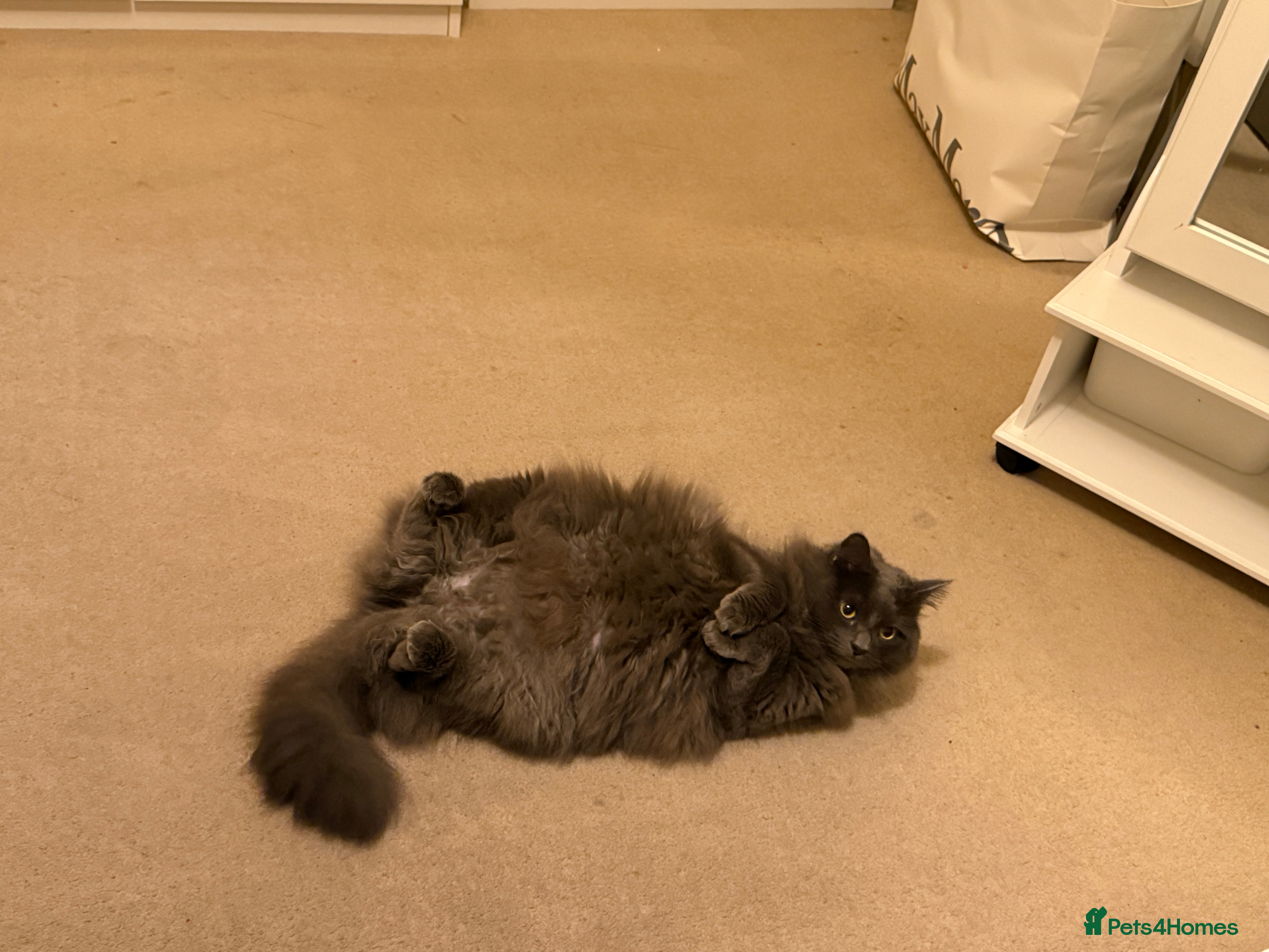 Mixed Breed cats Beautiful girl  - Advert 1