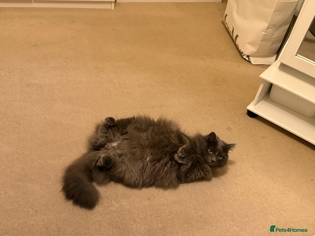 Mixed Breed cats for sale: Beautiful girl  - Advert 1