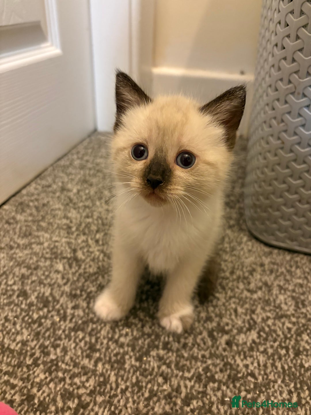 Mixed Breed cats for sale: Ragdoll cross kittens  - Advert 6