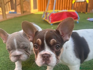 French Bulldog dogs - Advert 9