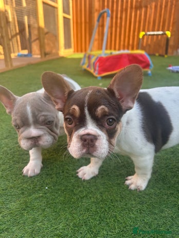 French Bulldog dogs - Advert 10