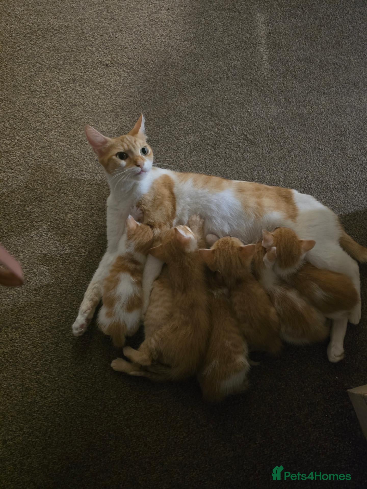 Mixed Breed cats 4 beautyfull kittens looking for homes - Advert 1