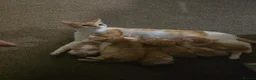 Mixed Breed cats for sale: 4 beautyfull kittens looking for homes - Advert 1