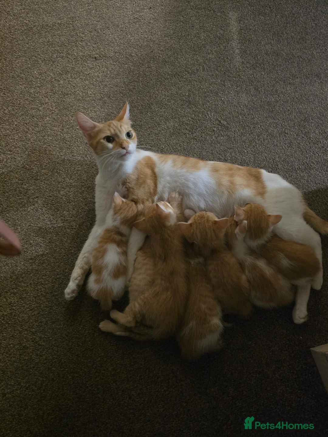 Mixed Breed cats for sale: 4 beautyfull kittens looking for homes - Advert 1