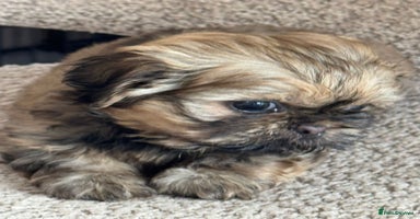 Shih Tzu dogs - Advert 2