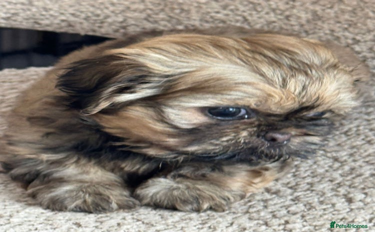 Shih Tzu dogs - Advert 4