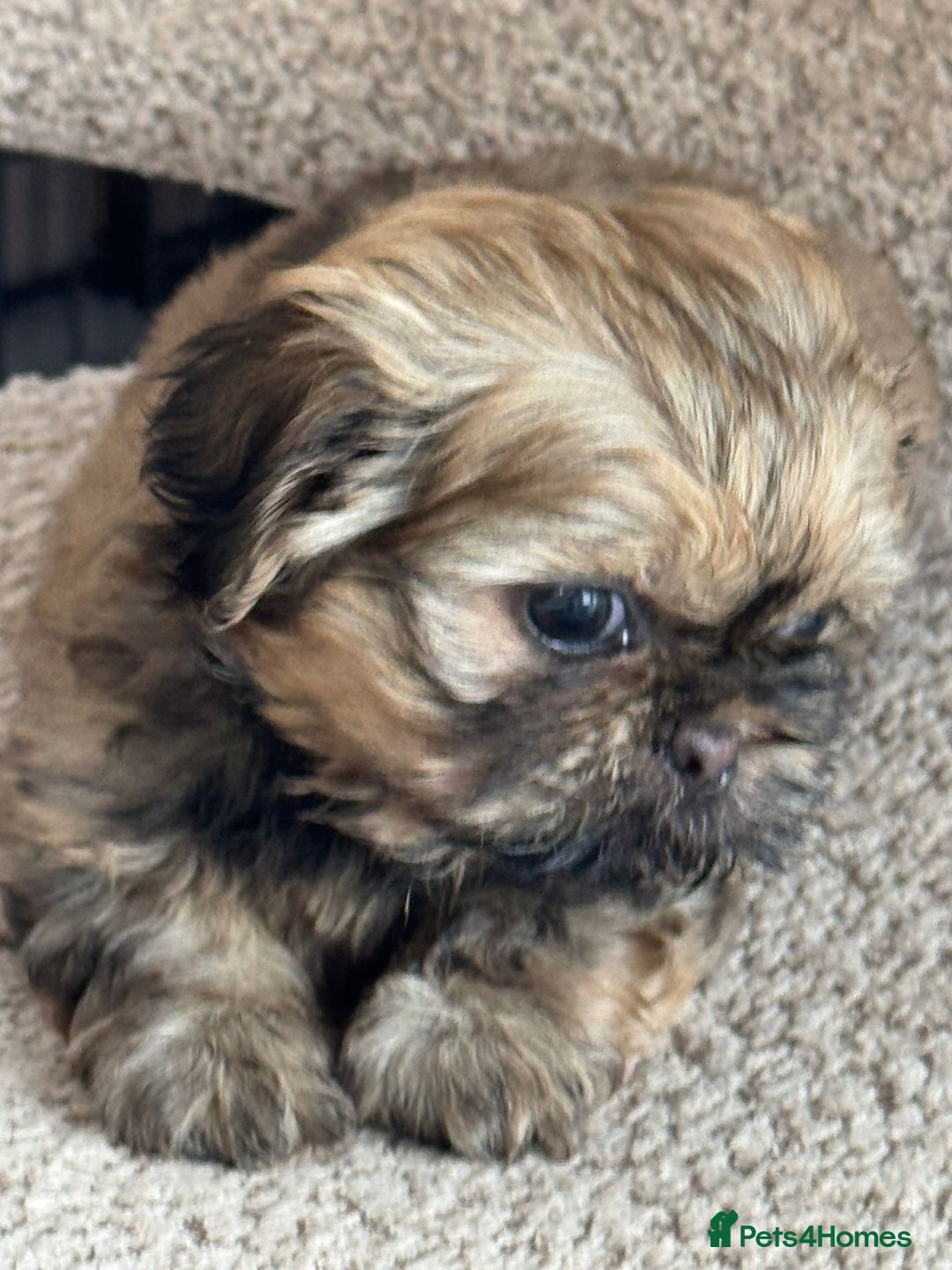 Shih Tzu dogs for sale: Shihtzu pups  - Image 1