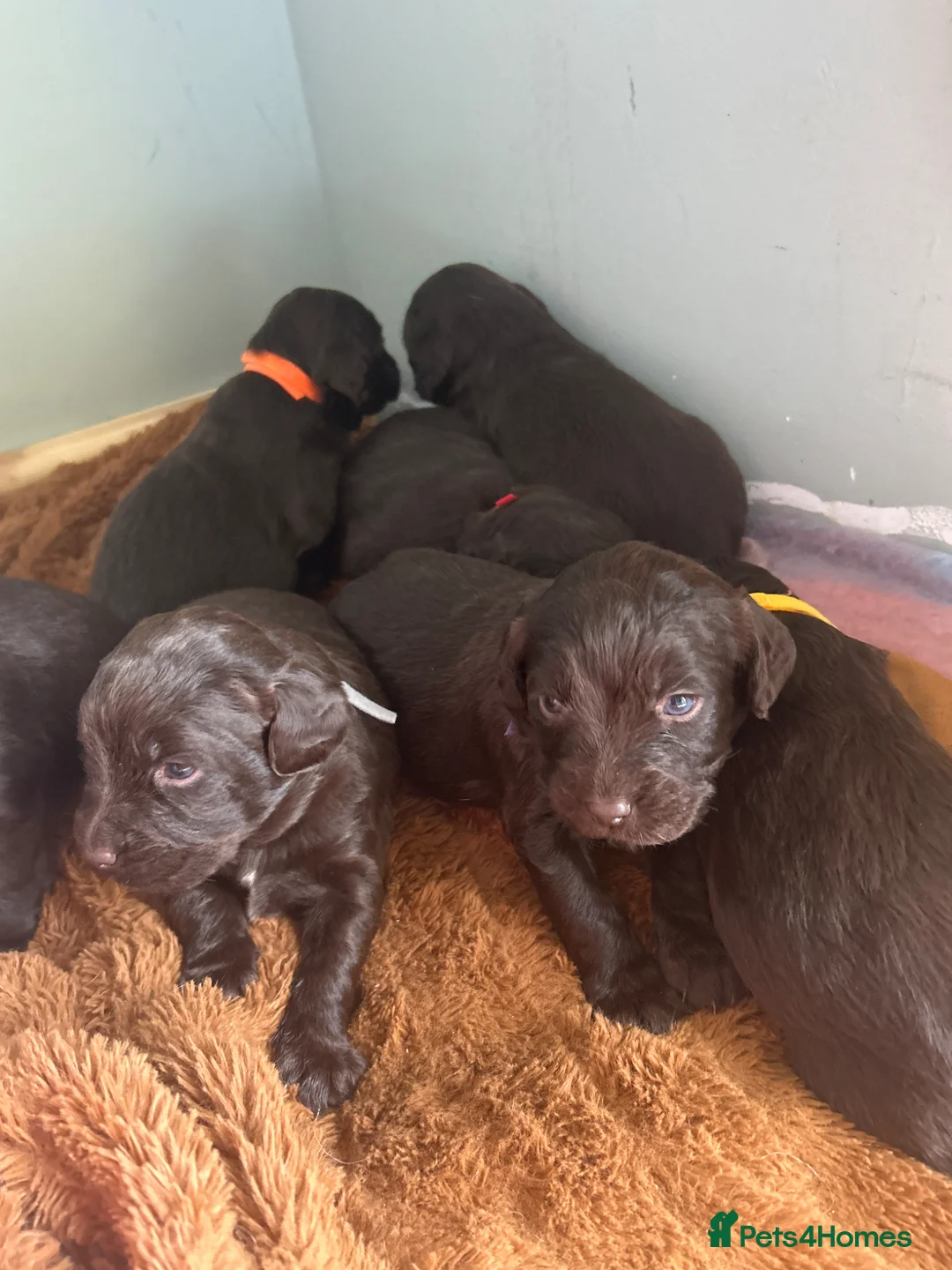 Springador dogs for sale: Beautiful Lab x springer spaniel puppies  - Advert 18