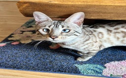 Bengal cats for sale: Ozzie - 1y Snow Bengal needs a single animal home - Image 6