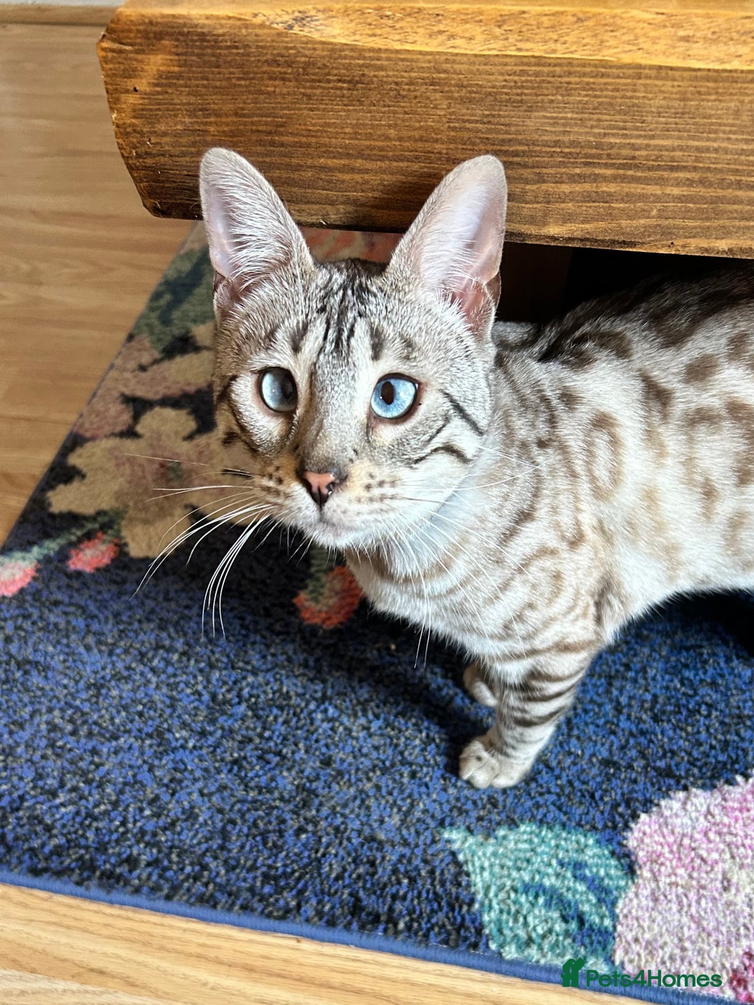 Bengal cats for sale: Ozzie - 1y Snow Bengal needs a single animal home - Image 6