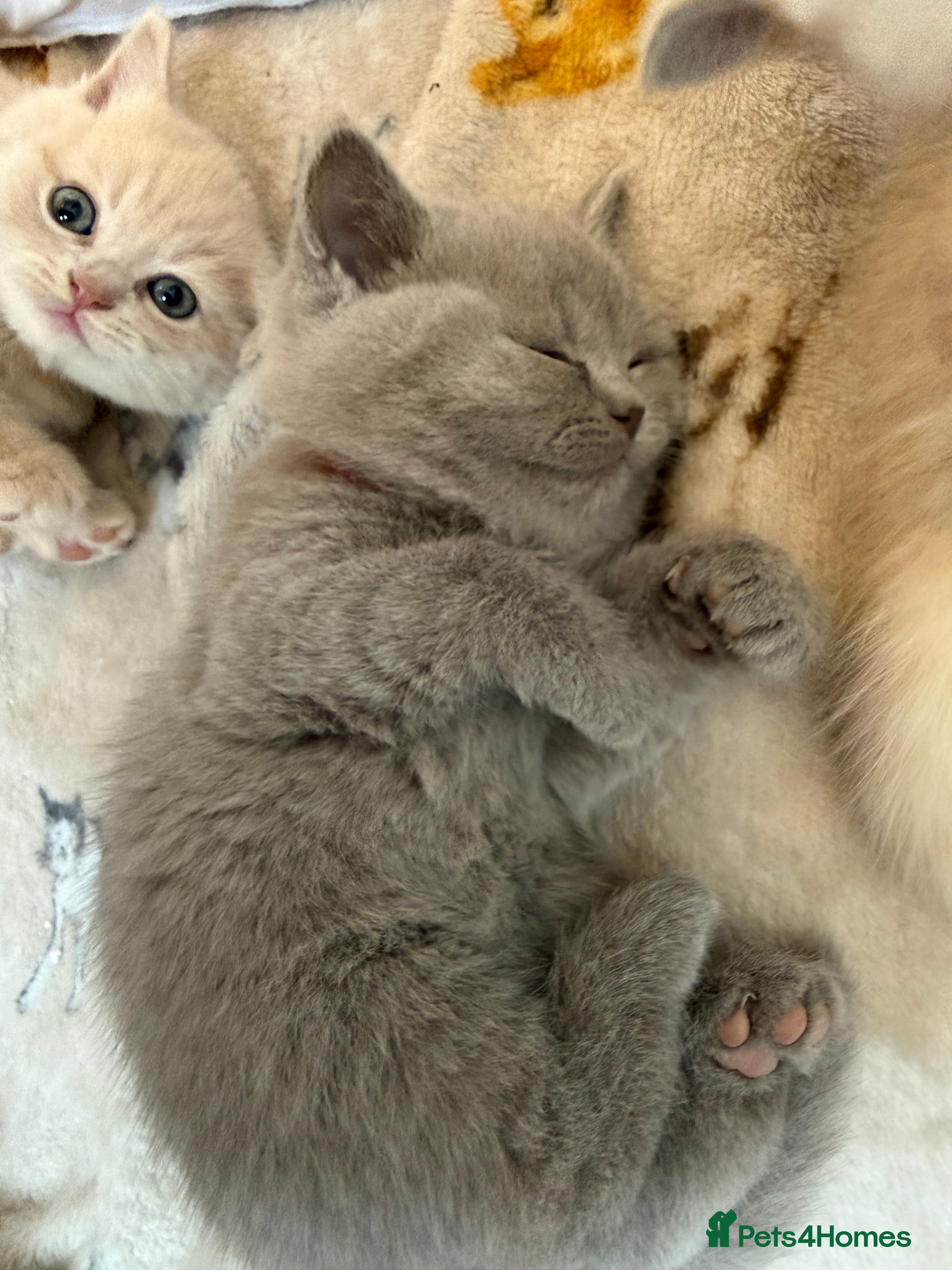 British Shorthair cats British Shorthair GCCF  - Advert 4