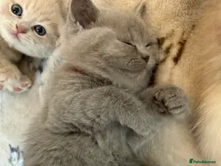 British Shorthair cats British Shorthair GCCF - Advert 4