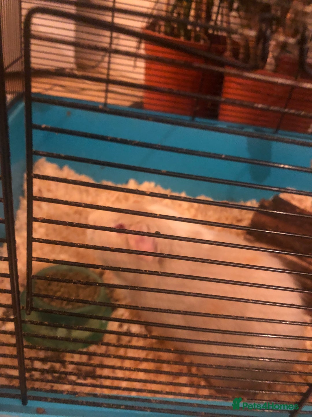 Guinea Pig rodents for sale: Guinea pig  - Advert 3