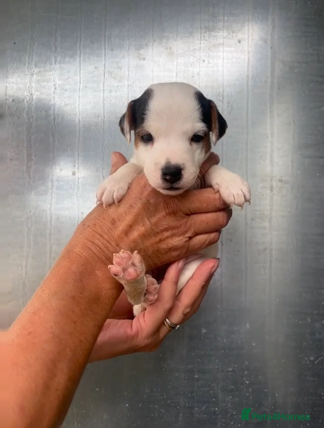 Jack Russell dogs for sale: Jack Russell boy - Advert 2