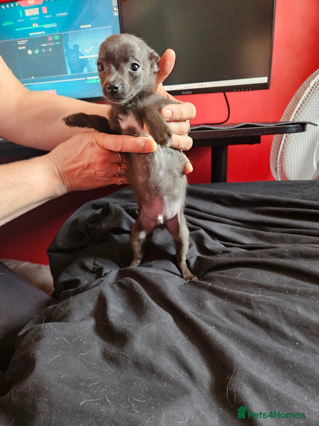 Pomchi dogs for sale: Pomchi puppys - Image 8