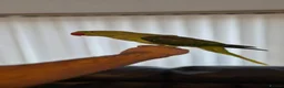 Ringnecks birds for sale: Alexandrian talking parrot, fully hand-tamed. in Walsall - Advert 3