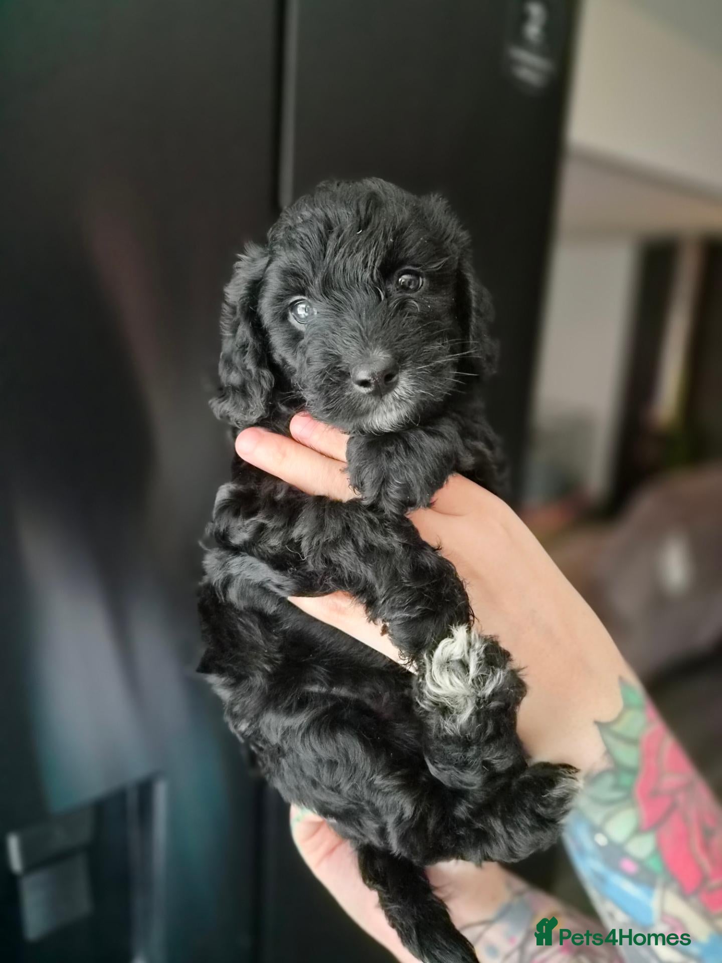 Cockapoo dogs for sale: LAST BOY LEFT ✨️ F1 COCKAPOO PUPPIES ✨️ - Advert 1