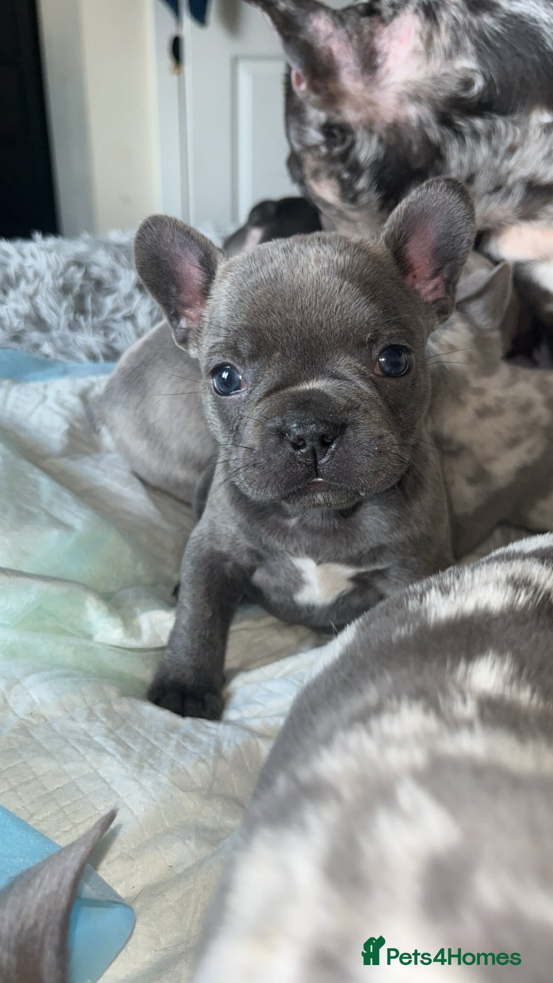 French Bulldog dogs for sale: Tri-colour Blue Merle Frenchie pups - Image 27