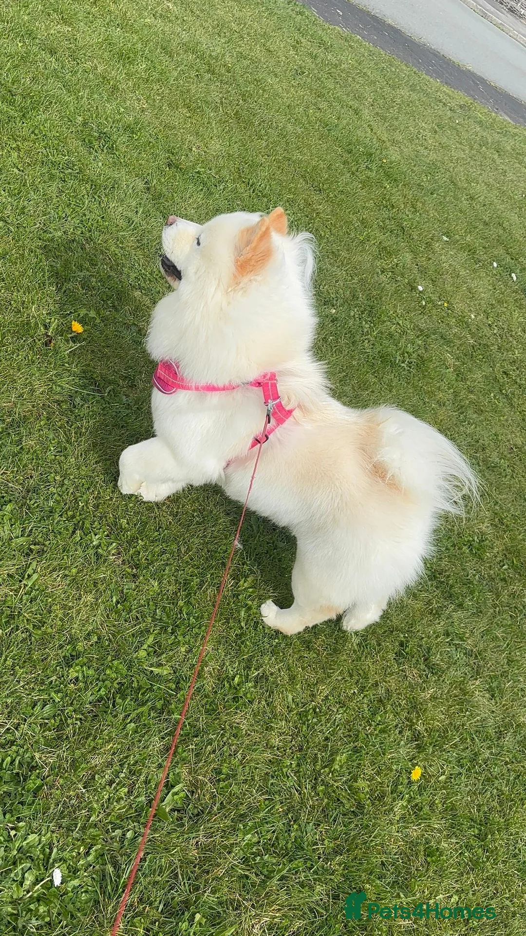 Chow Chow dogs for sale: Beautiful pedigree chow chow female - Advert 1