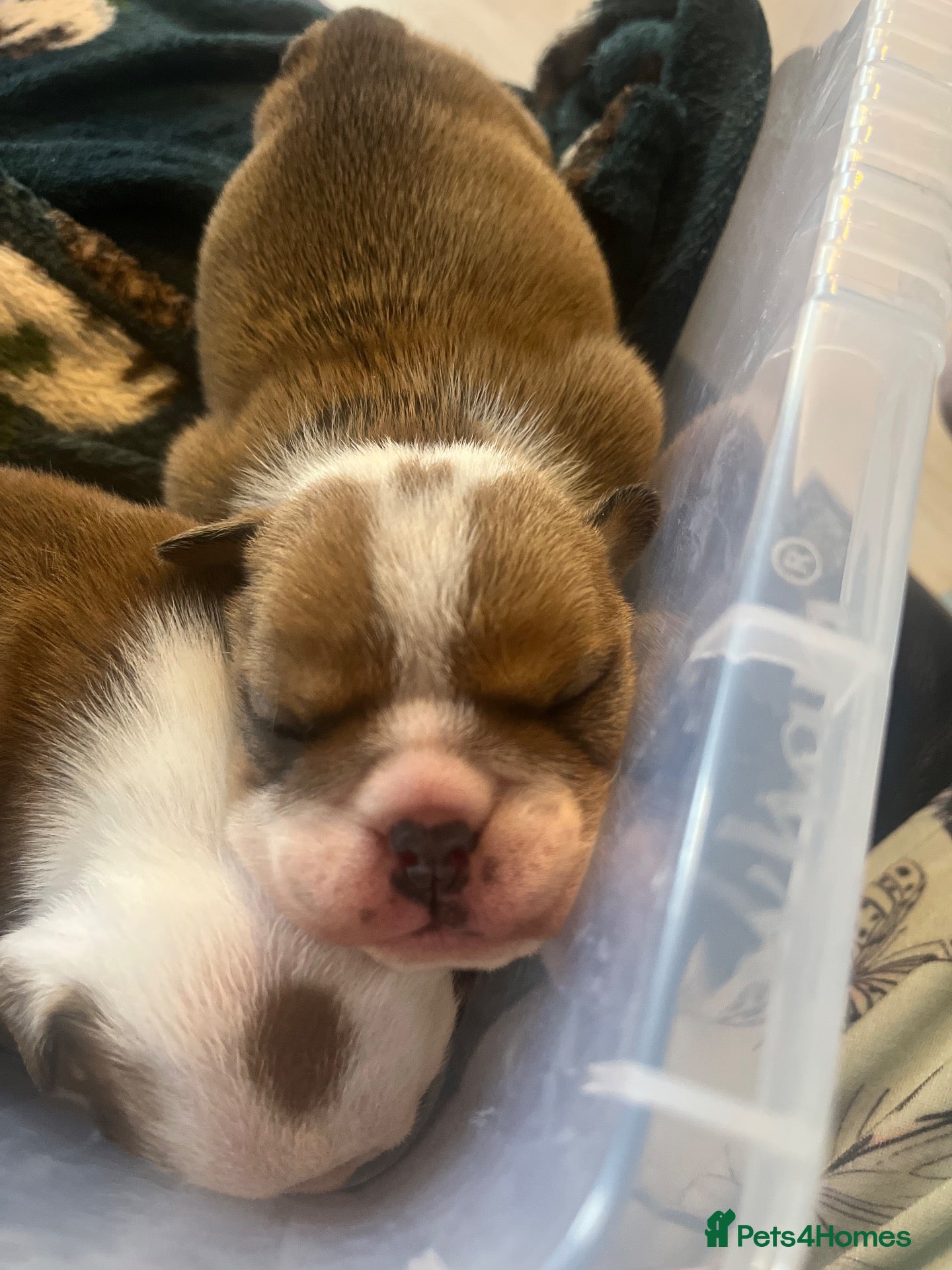 English Bulldog dogs 2 stunning girls dad is gold health tested  - Advert 2