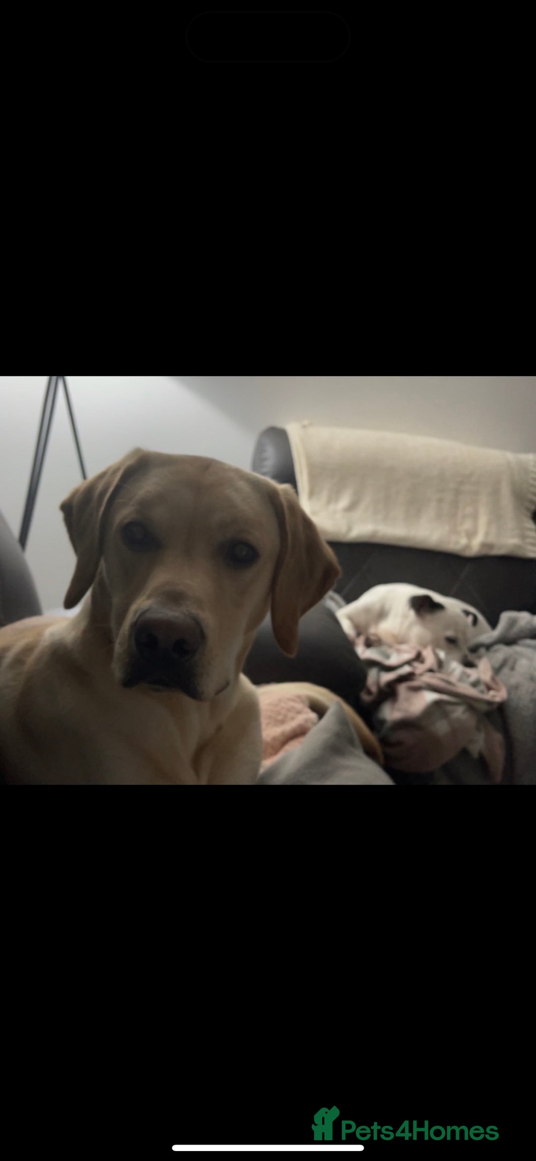 Labrador Retriever dogs for stud: KC Registered Yellow Labrador, Proven Stud  in Coalville - Advert 6