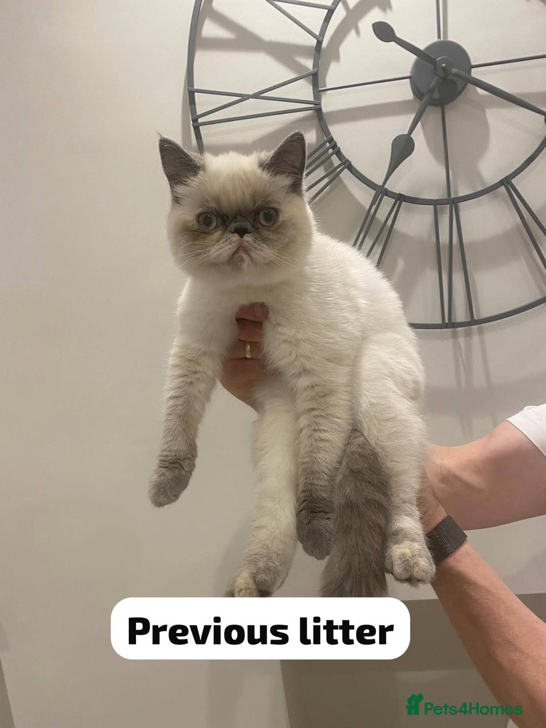 Persian cats for sale: Incredible exotic Persian kittens - Advert 17