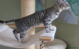 Bengal cats for sale: Two Silver Bengal Sisters  - Image 7