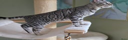 Bengal cats for sale: Two Silver Bengal Sisters  - Advert 7