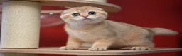 Scottish Fold cats for sale: Scottish fold PEDIGREE ready to leave - Advert 14