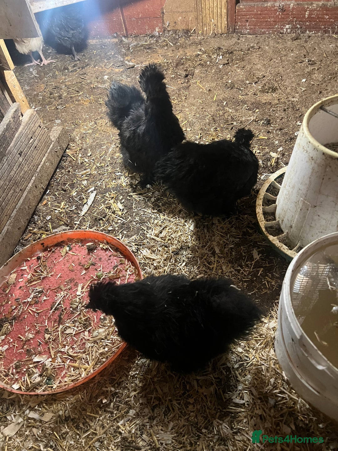 Chickens poultry for sale: Point of laying hen in Eltham read  advert thanks  - Image 4