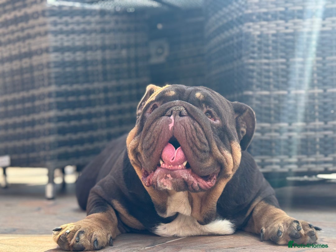 English Bulldog dogs for stud: Carlton - English Bulldog stud KC registered  - Advert 3