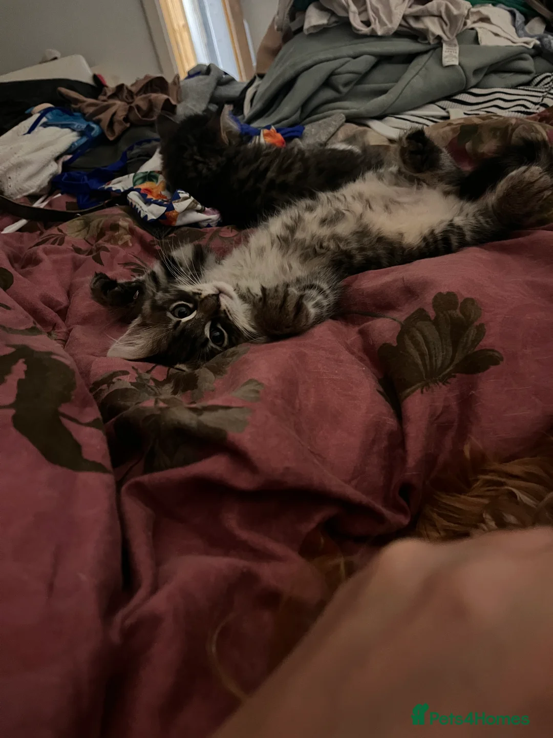 Mixed Breed cats for sale: Mixed ragdoll kittens  - Advert 2