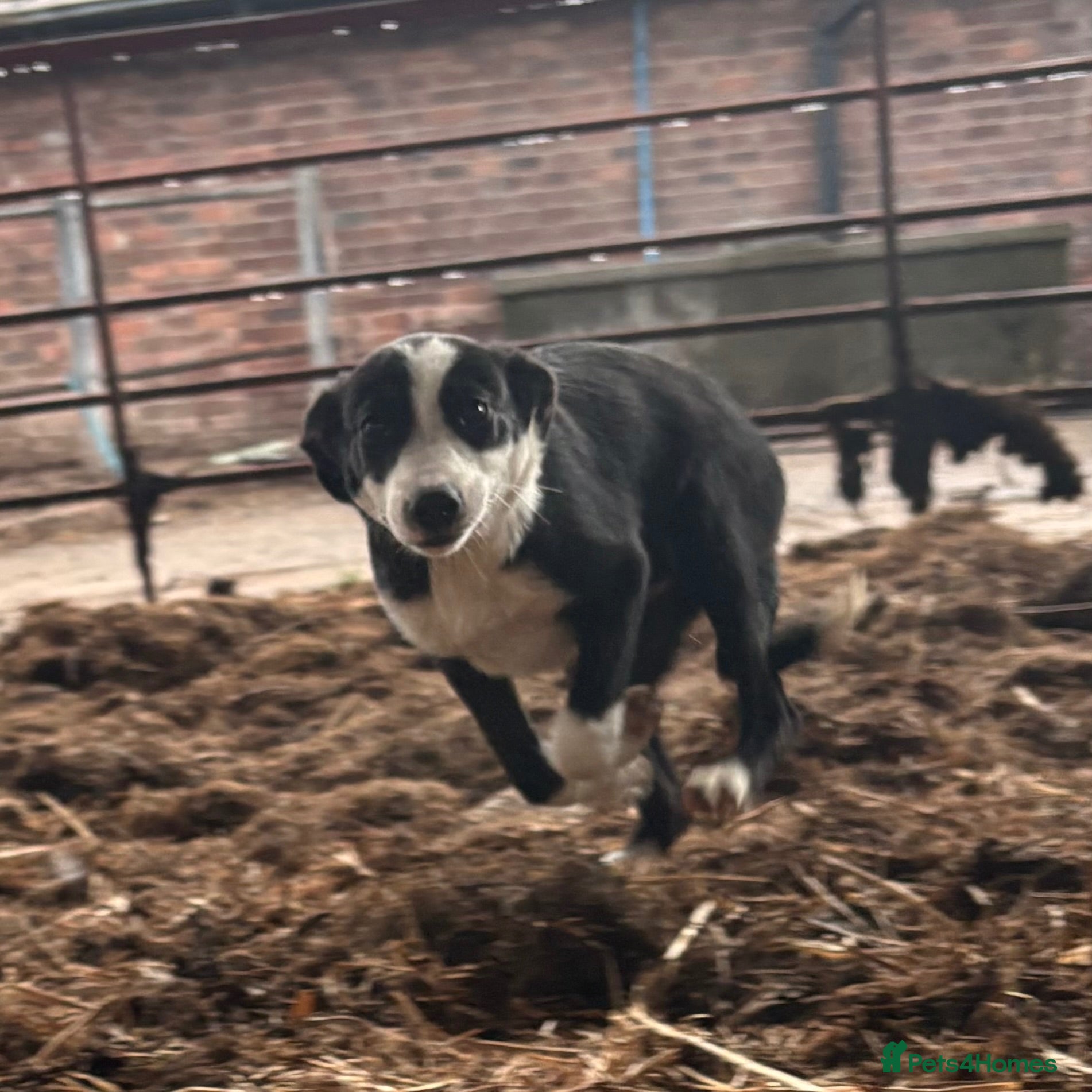 Border Collie dogs ONE REMAINING - Female Border Collie Puppies - Advert 2