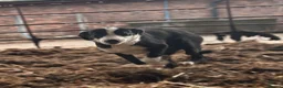 Border Collie dogs for sale: ONE REMAINING - Female Border Collie Puppies - Advert 2