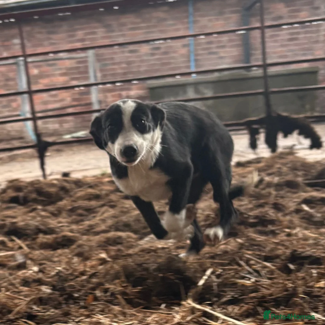 Border Collie dogs for sale: ONE REMAINING - Female Border Collie Puppies - Advert 2