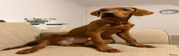 Labrador Retriever dogs for sale: Labrador - Advert 1