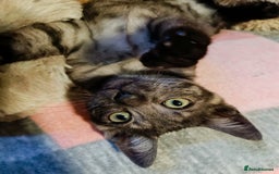 Bengal cats for sale: Three Bengals - Image 13