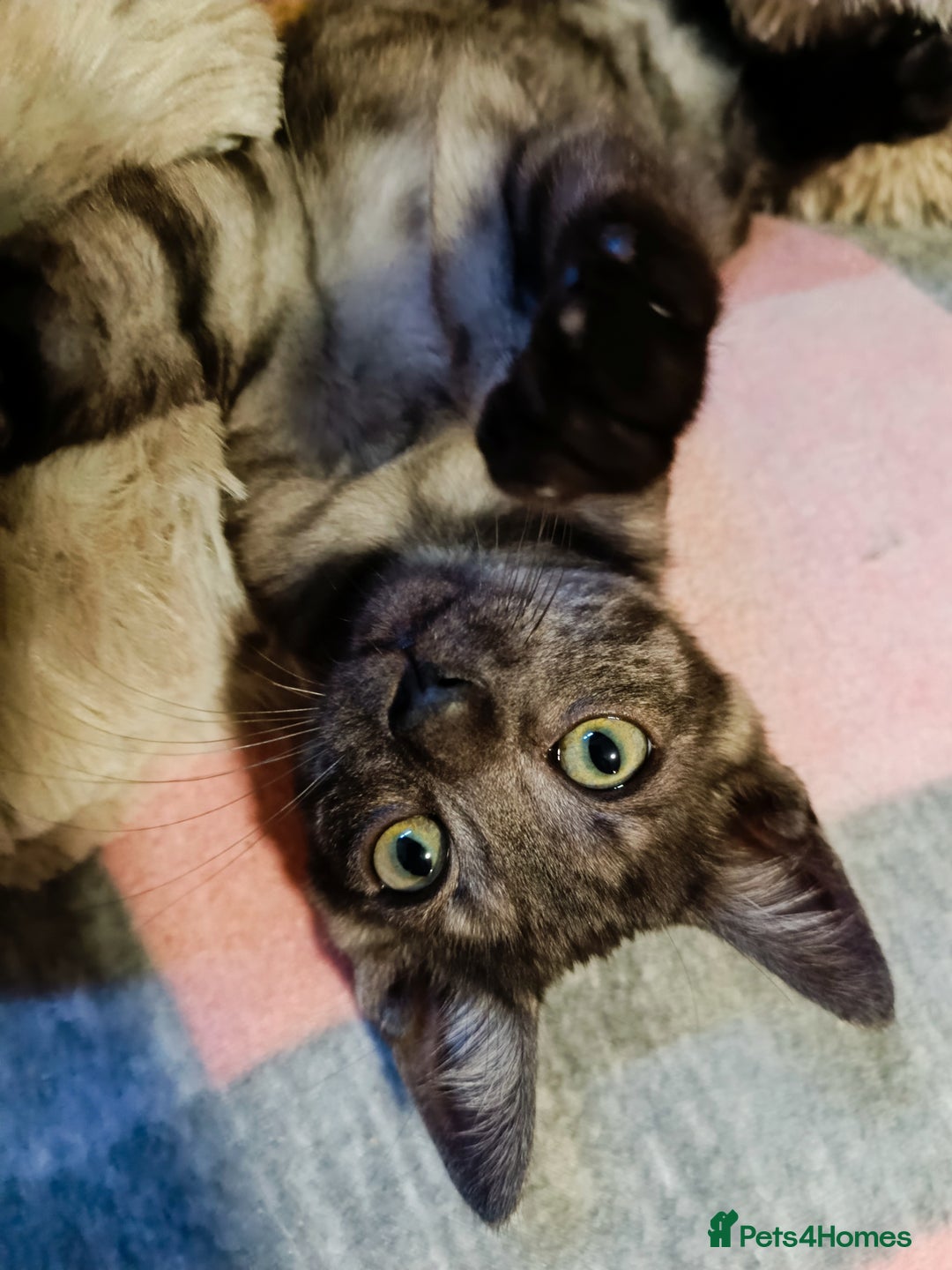 Bengal cats for sale: Three Bengals - Image 13