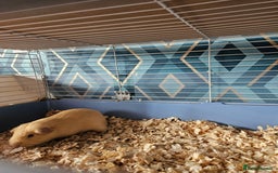 Guinea Pig rodents for sale: 4 friendly male boars looking for a new home - Image 4